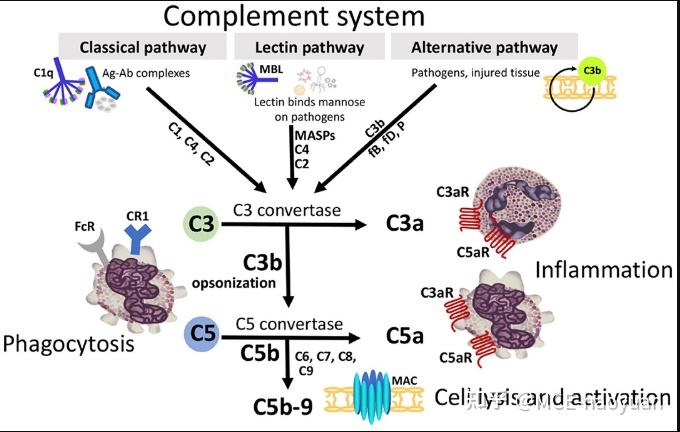 补体系统complementsystem