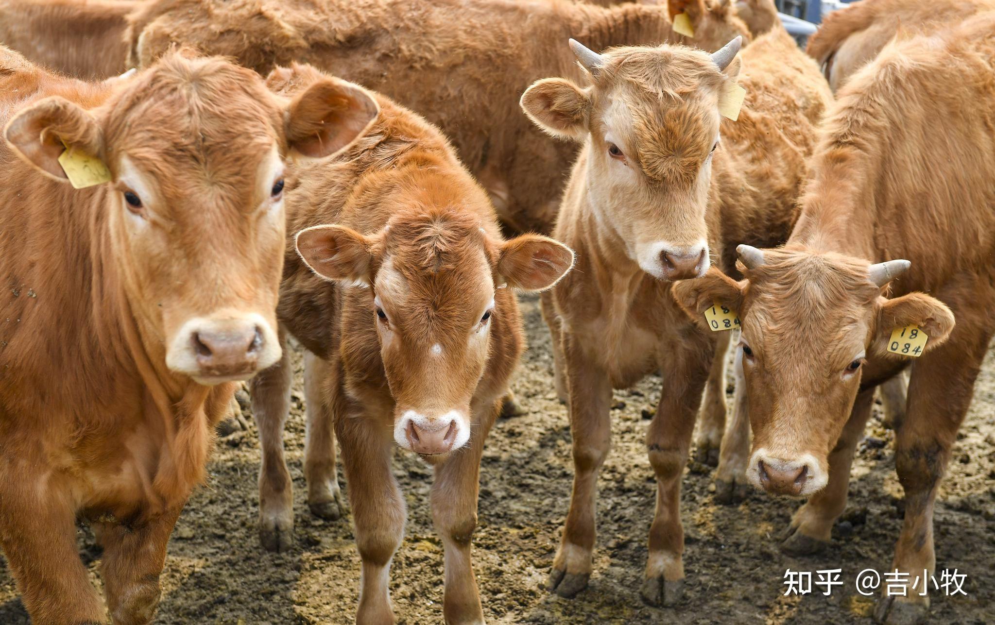 西门塔尔牛犊子活牛出售小牛3月龄鲁西黄 牛犊价格 山东济宁-食品商务网