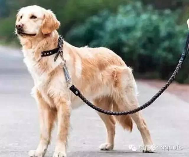 狗狗怎么打点滴教程 v2-9a6d5aff1d558d0f823e597c736aceec_1440w.jpg?source=172ae18b