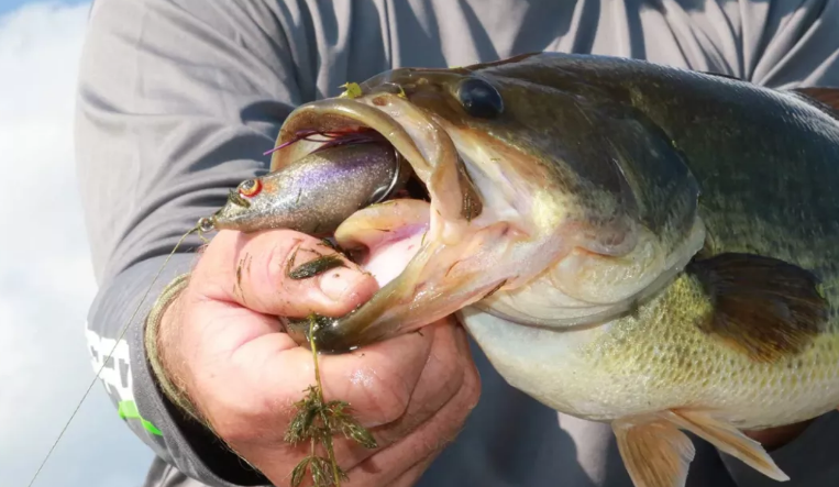 Bassmaster钓手告诉你的十个高效蛙饵技巧 知乎