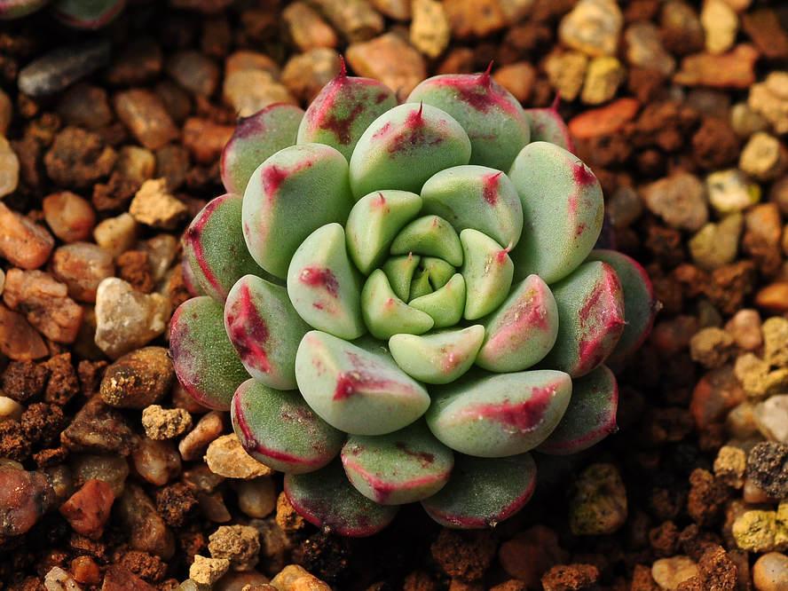 网购多肉植物为什么会脱土脱盆发货 知乎