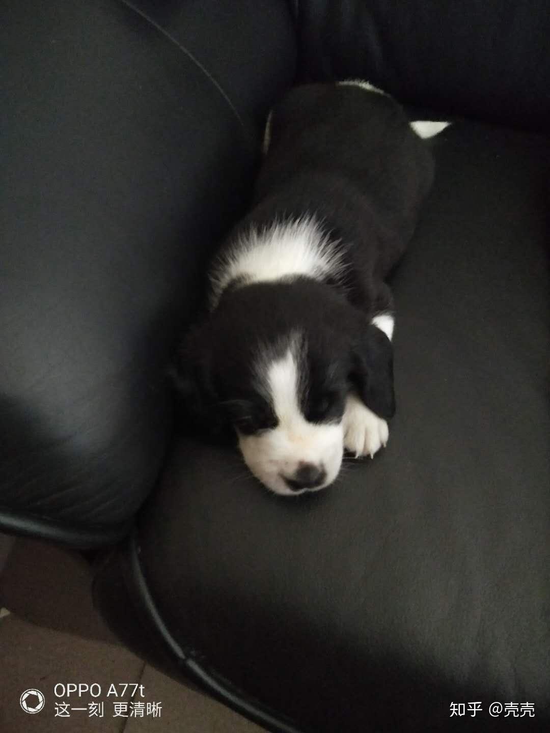 这是史宾格和什么品种的串串狗?