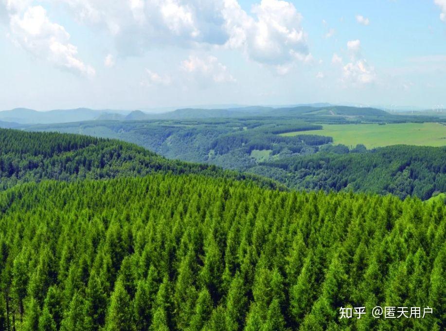 如何看待媒体再披露敦煌毁林案资料显示敦煌阳关林场防护林面积为13