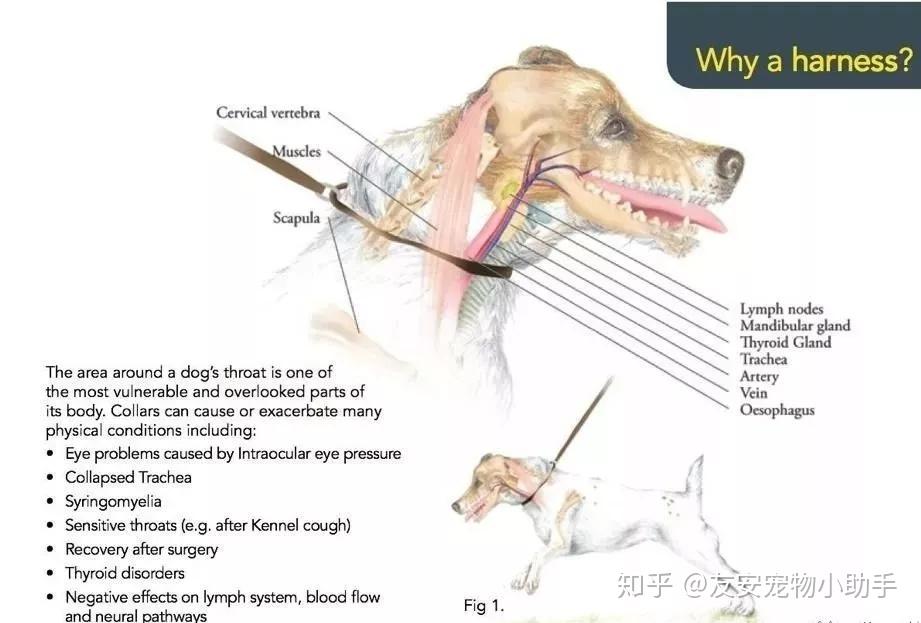 ① 与受到刺激时软腭和喉咙的痉挛有关常见的刺激物包括灰尘,螨虫