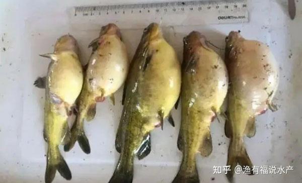 黄颡鱼发生腹水病 如何防控 知乎
