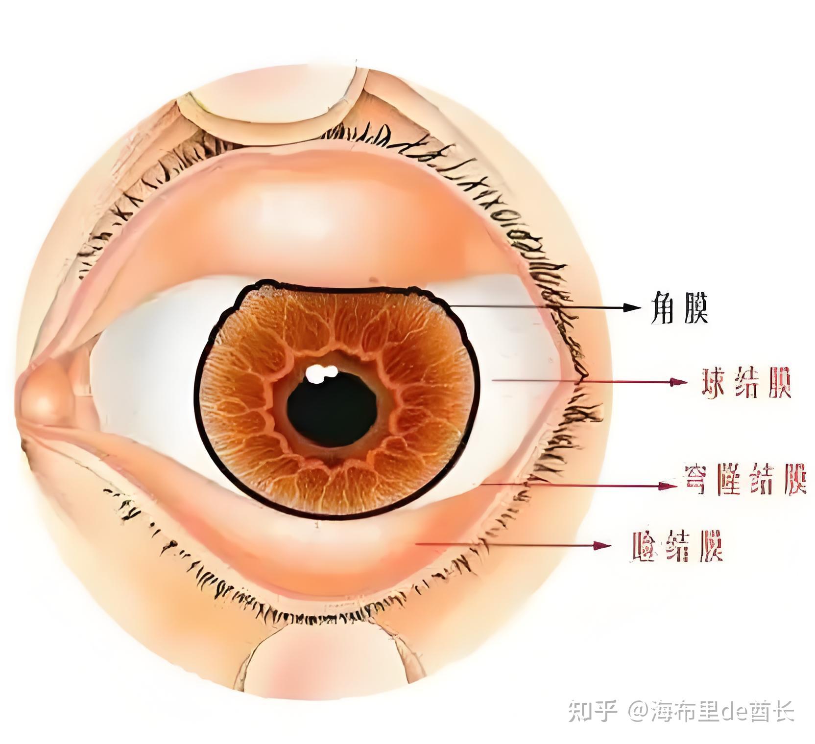 扩瞳对眼睛有什么损伤