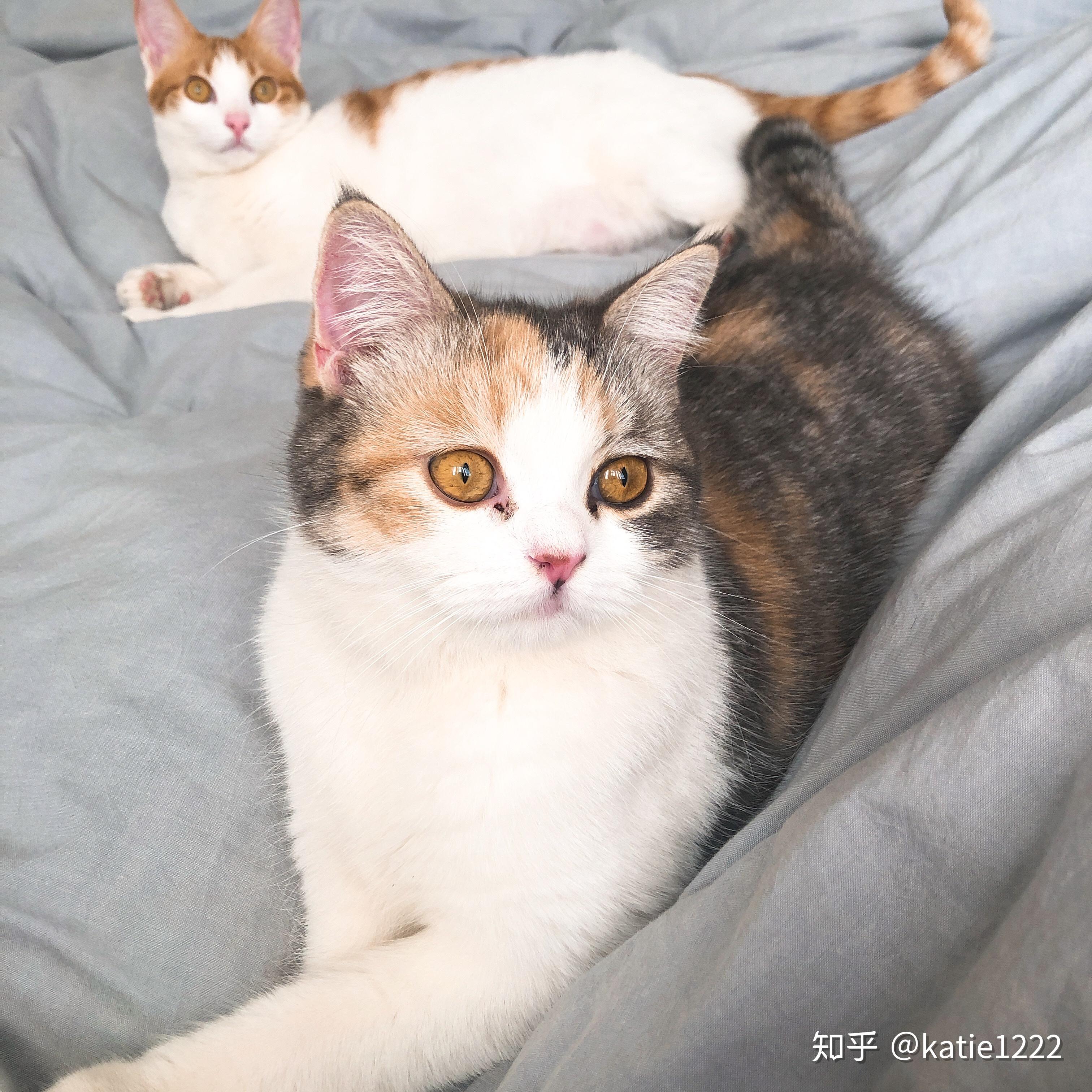 是否存在三花美短这种品种? - 知乎