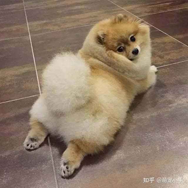 会乱吠叫人,一旦认主的话,警惕性很高,当有威胁的时候,凶人咬人的模样