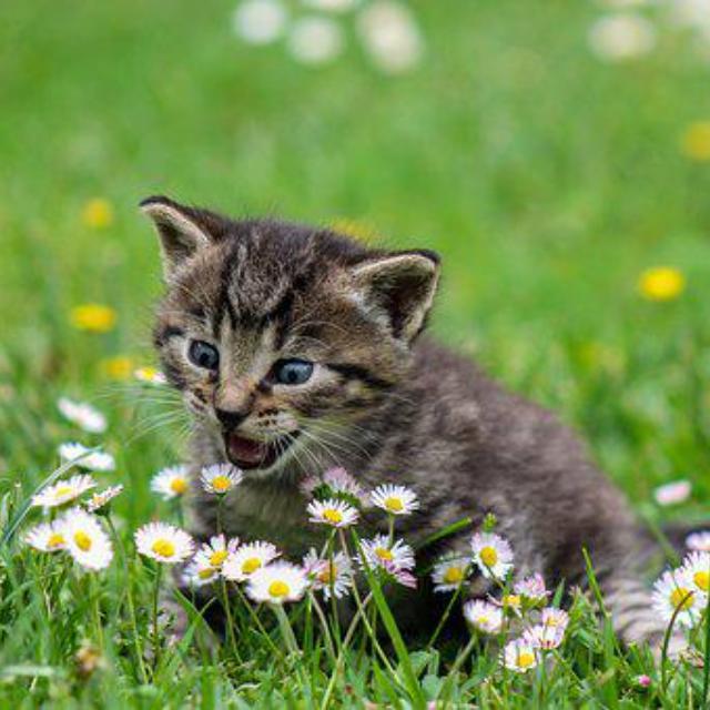 Kedi neden sessizce yürüyor ve köpek yürürken sesi duyabiliyor?