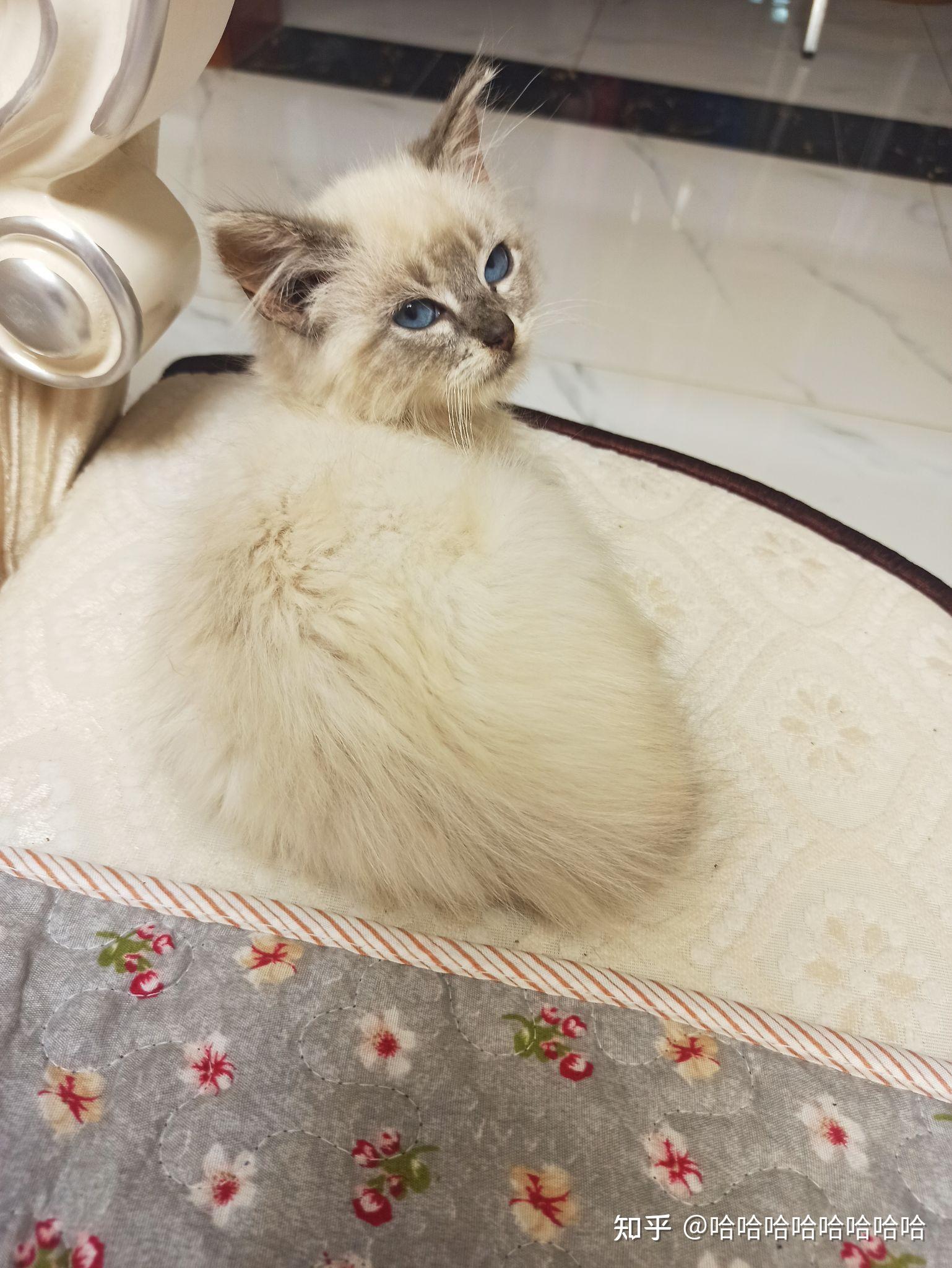 关于布偶猫尾巴毛少的问题