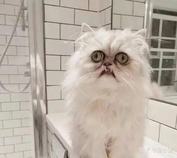 你见过最丑的猫有多丑？非常丑！ - 知乎