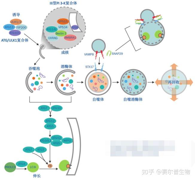 “细胞自噬”入门级知识合集，看这篇就够了 - 知乎