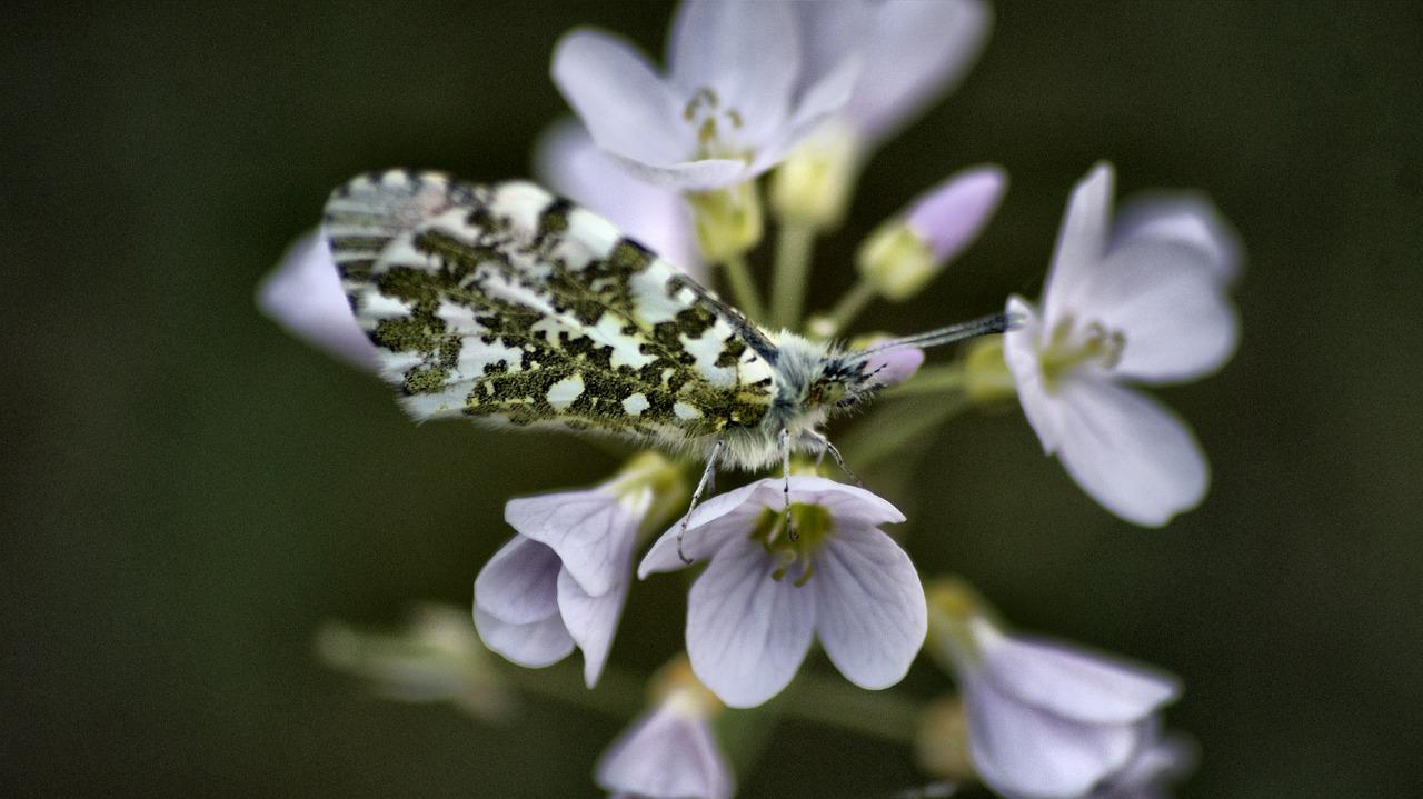 如何使蝴蝶开花