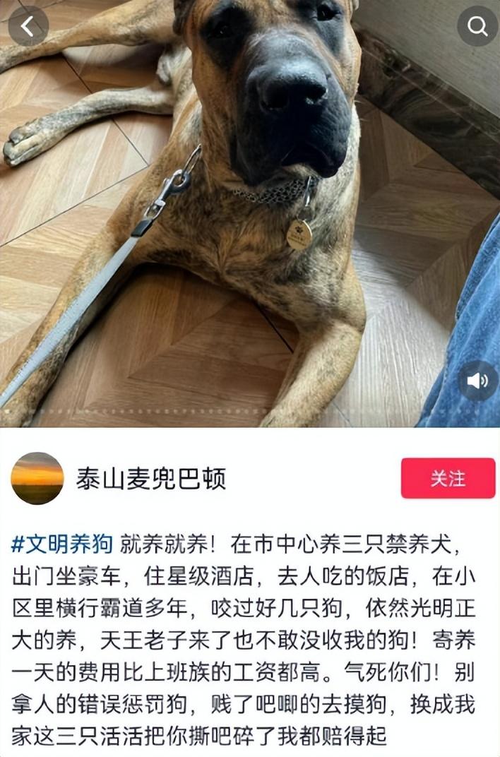 济南小开养烈犬撞孕妇打人，称没人动得了三只狗，家庭背景不一般 - 知乎