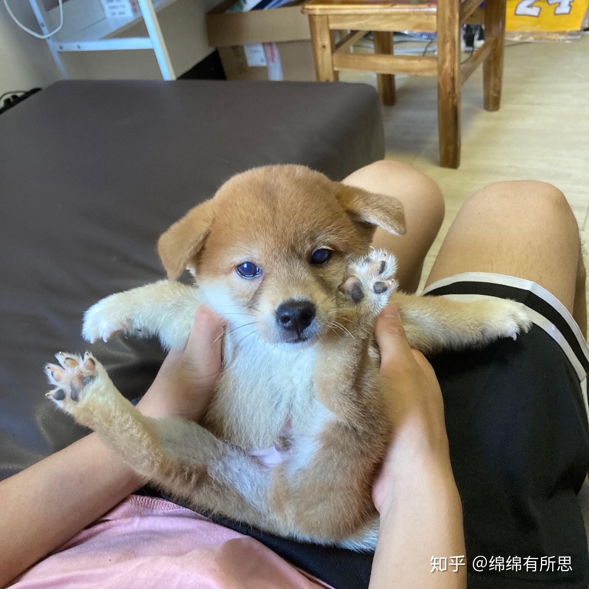 求大神帮忙看看是我的柴犬是串串吗? - 知乎