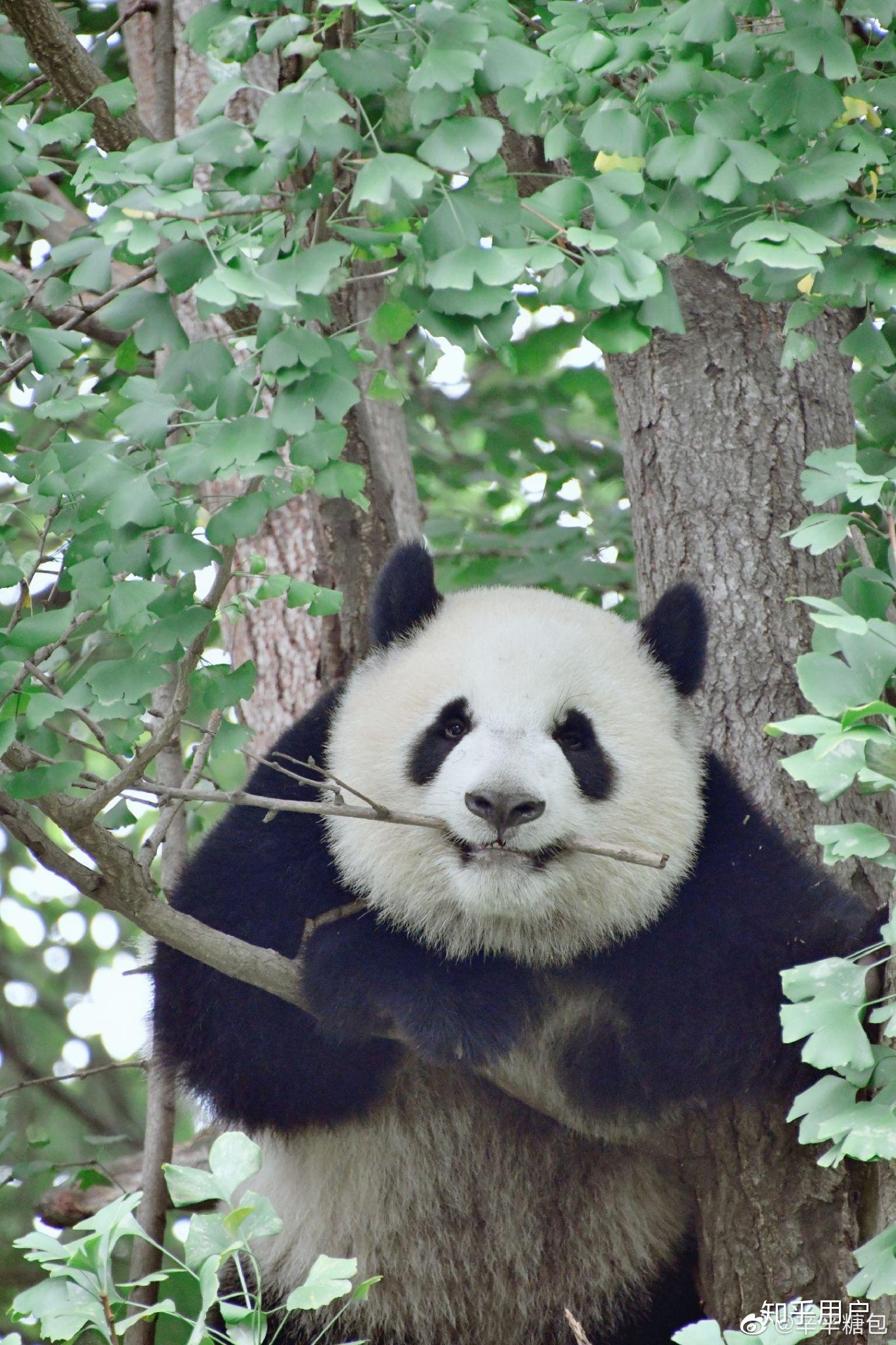 大熊猫萌兰是不是颜值最高的大熊猫