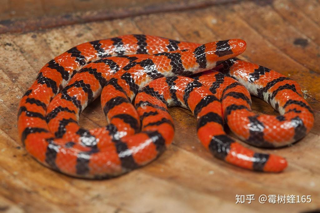 撒旦之身的滑行史二目标冈瓦纳