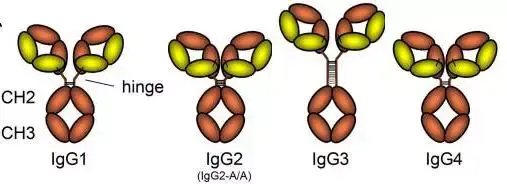 那么抗体亚型是怎么区别的呢?就拿igg来说吧.