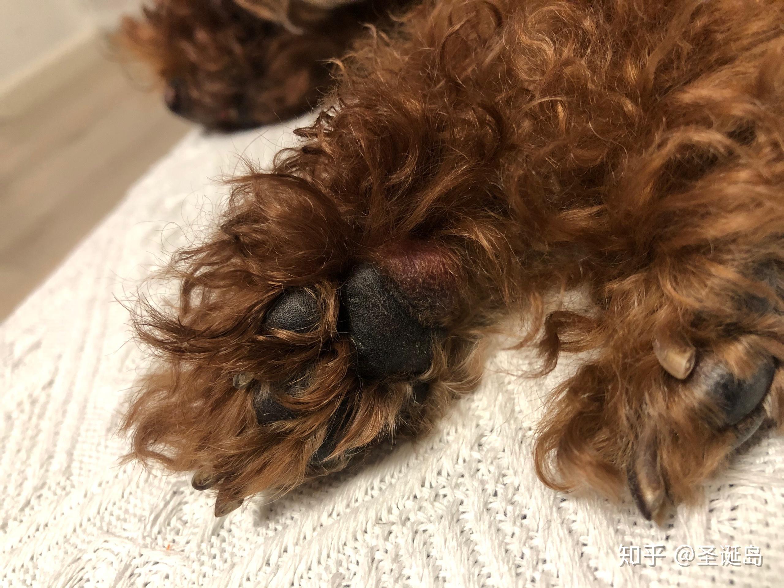 狗的肉垫变成这样是什么原因?该怎么治疗? - 知乎