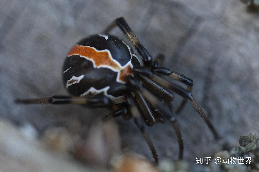 新疆地区常见蜘蛛图片