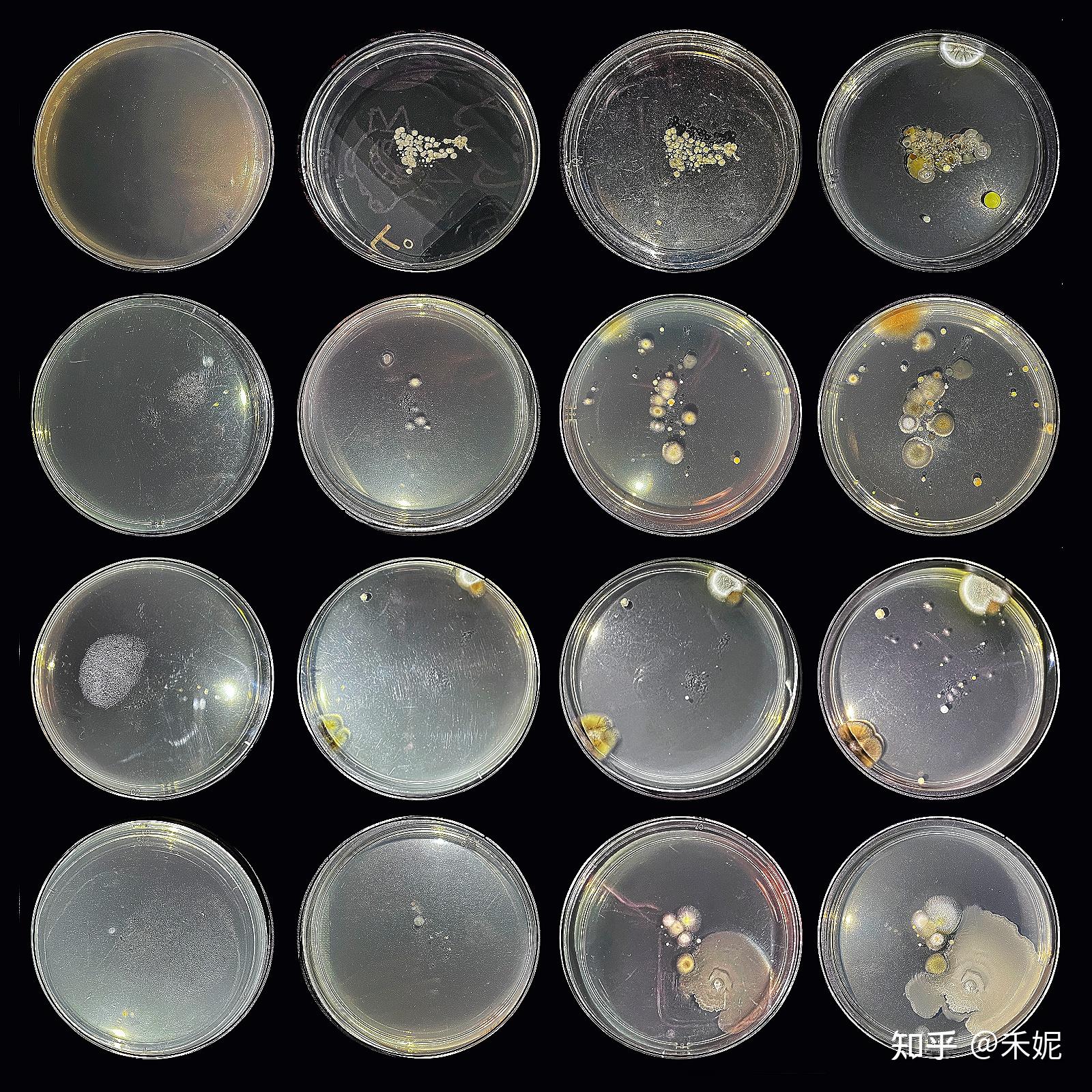 菌群生长可视化