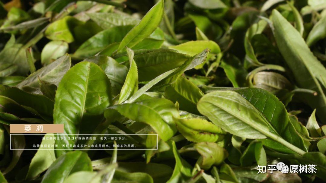 原树茶 | 献给所有不为人知但依旧用心的做茶人 - 知乎