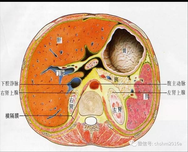 肝圆韧带解剖图片