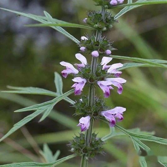 【植物界全系列】野芝麻亚科—野芝麻族(三):益母草 - 知乎