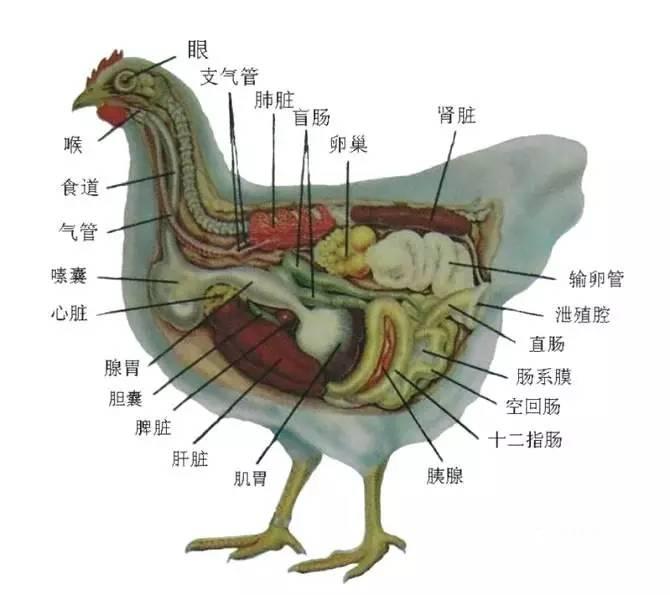 东东养鸡课堂每日分享-如何检查死鸡的器官判断疾病 - 知乎