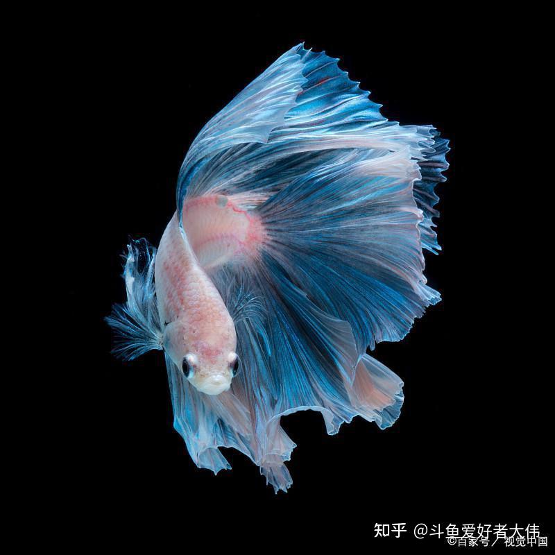 泰国斗鱼易患的疾病以及怎样预防 - 知乎