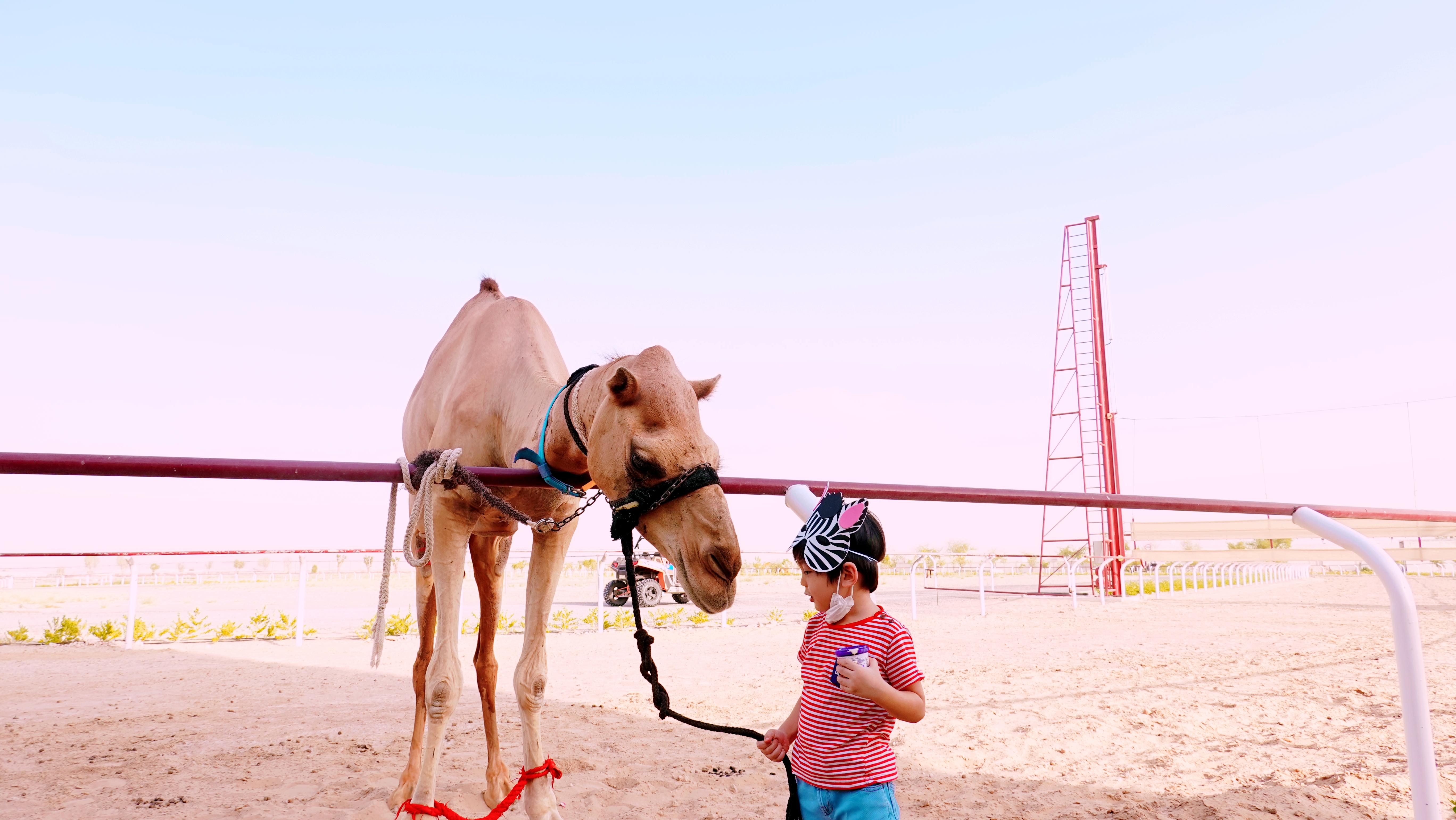 迪拜清晨骑骆驼偶遇瞪羚家族，感受阿拉伯式野奢