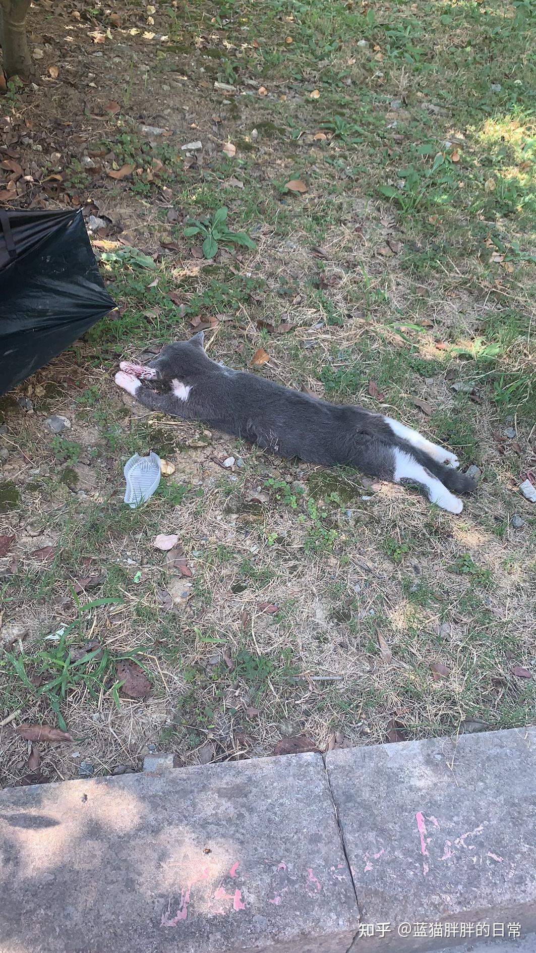 买来不到一天的猫坠楼死了,连名字都没有起好,好自责,好难过,要怎么走