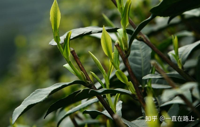 不同品牌的金尖茶口感上有什么不同