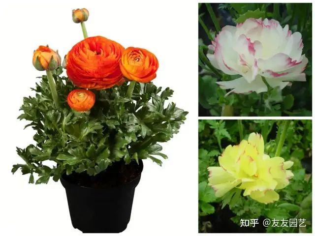 花毛茛家庭盆栽花期如何管理能让其多开花开花好花期长