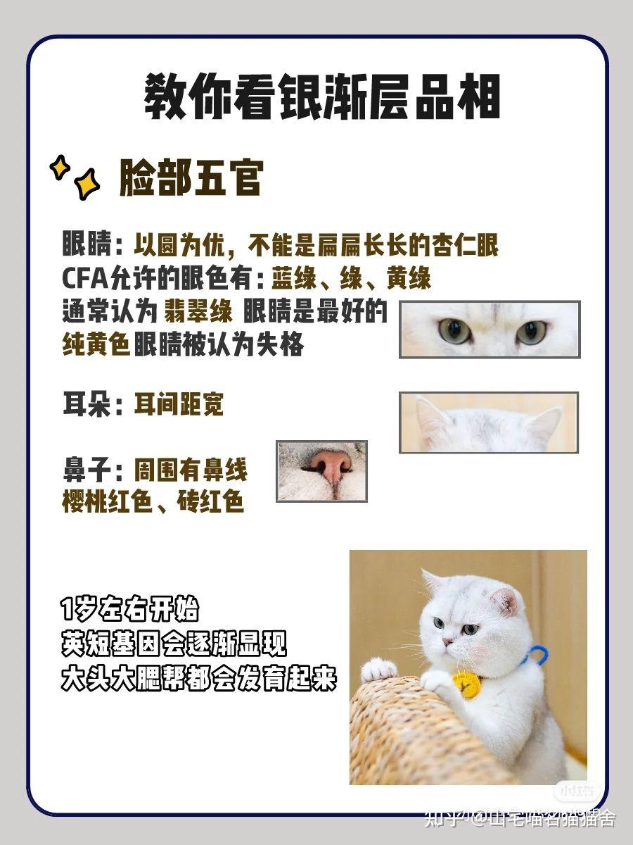 银渐层怎么选怎么区分品质好差银渐层银点区分