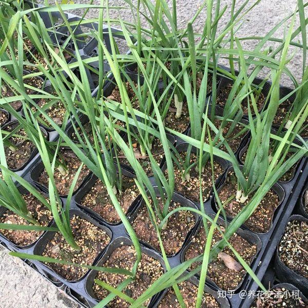 冬季买中国水仙鳞茎 赶上春节开花 水培多注意 附避免徒长妙招 知乎