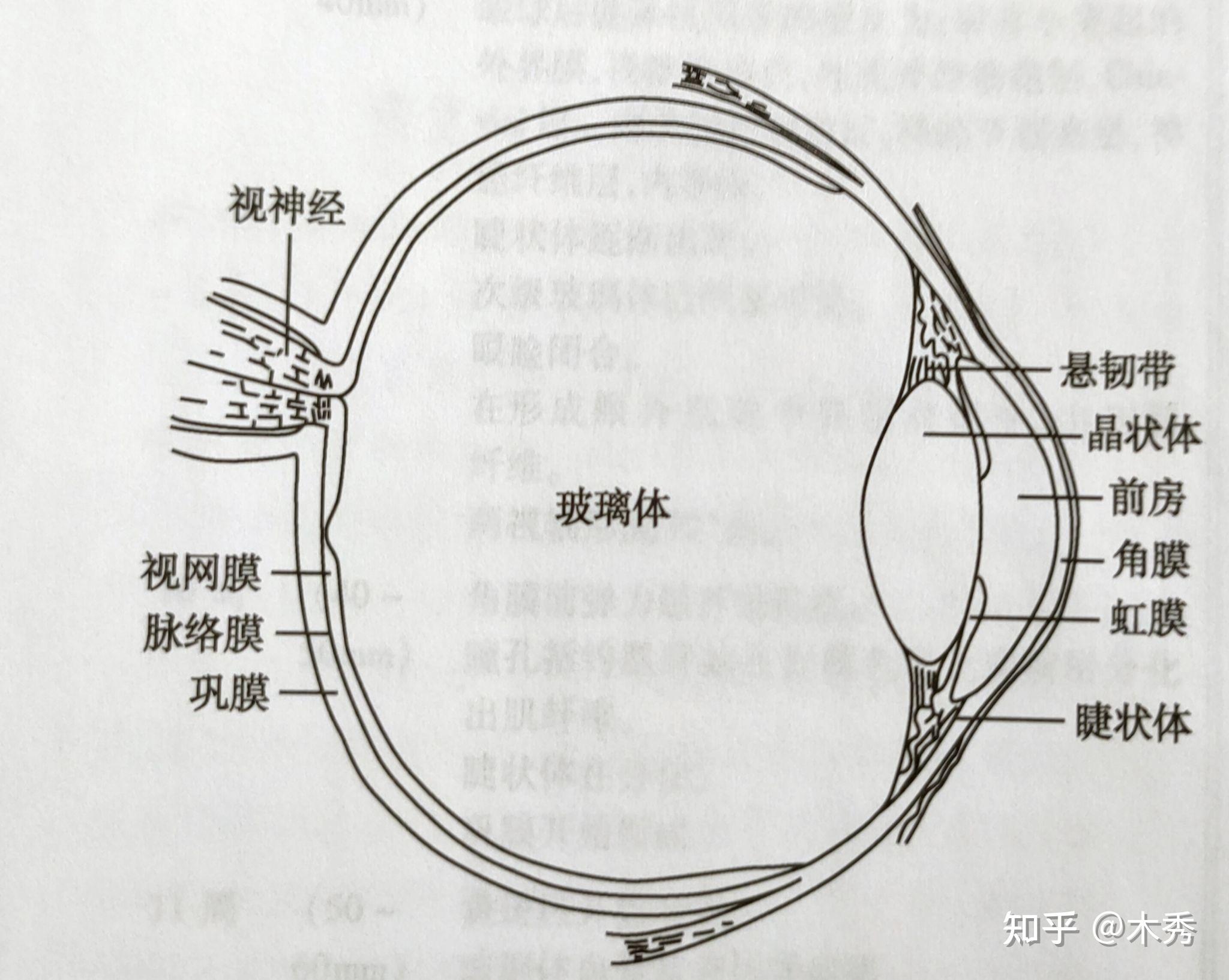 亲们,14岁的孩子检查出来真性近视,应该配眼镜吗? - 知乎