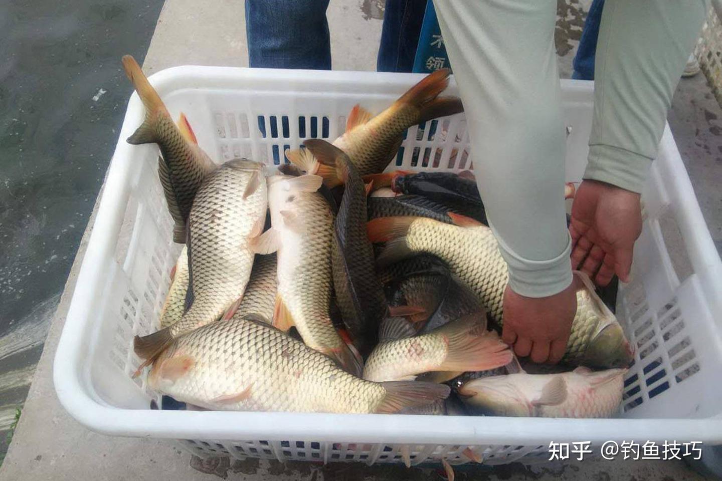 黑坑滑口鲤鱼有口打不中的原因和解决方法 - 知乎