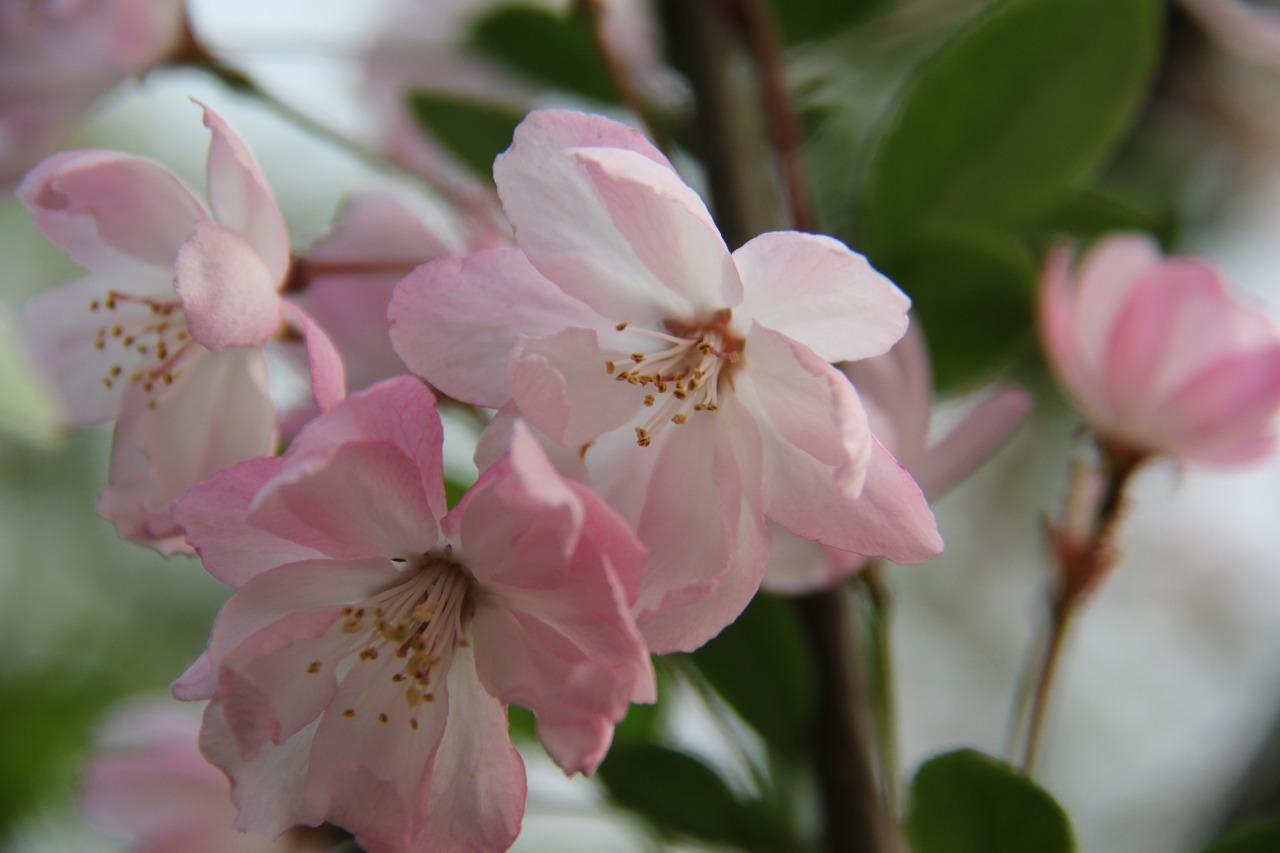 什么花朵什么开放的时间