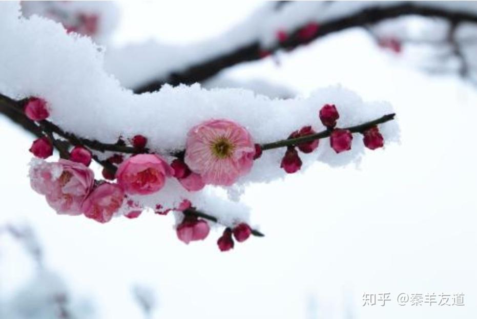 秦羊友道入冬吃點它疏肝理氣還養胃全家老小都適合