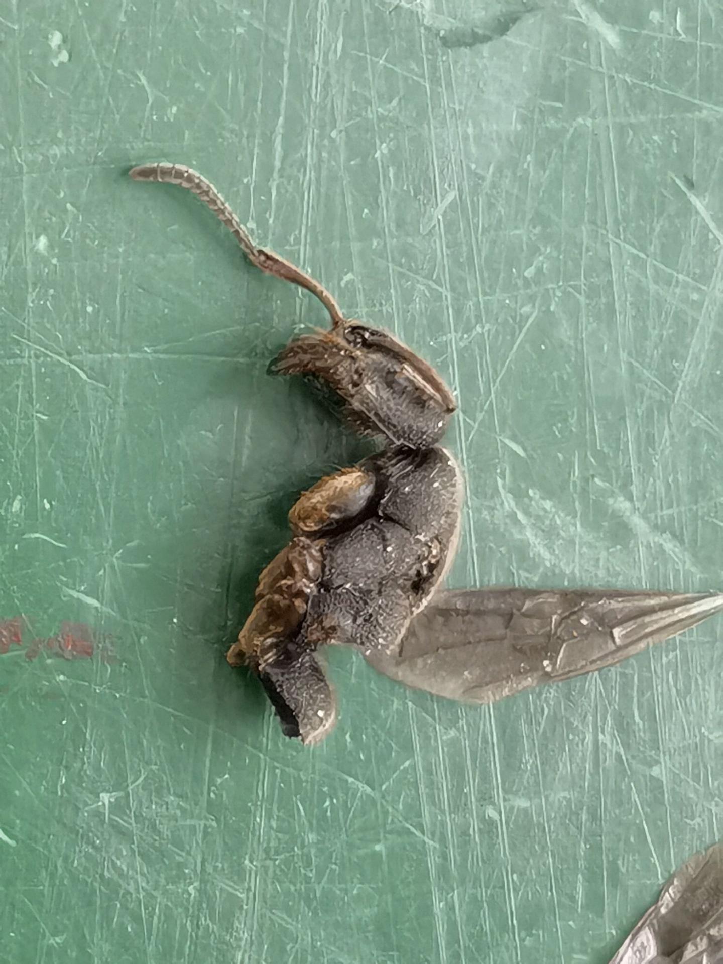 类似黑色蚂蚁有翅膀带尾针是什么昆虫? - 斜绿天蛾的回答- 知乎