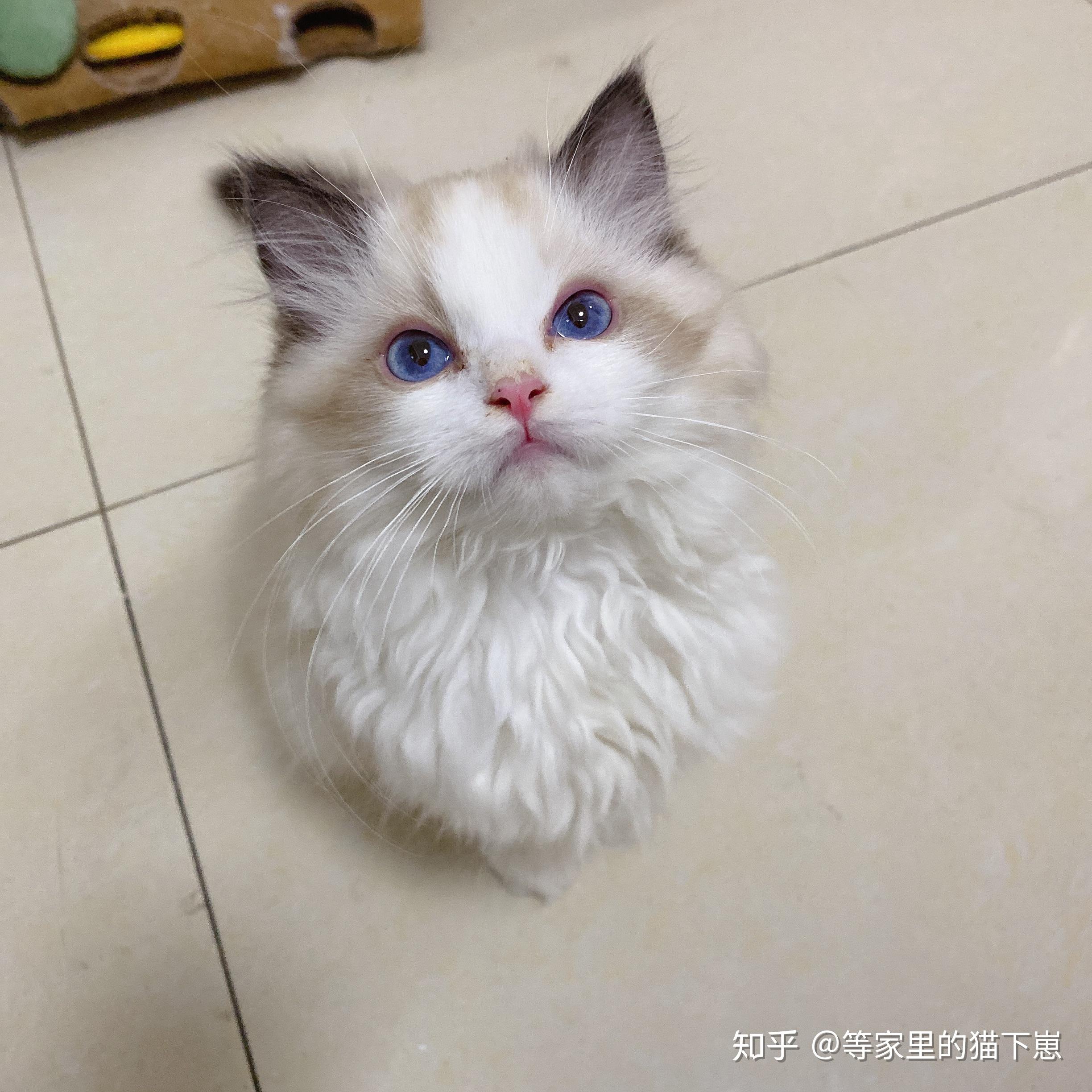 请问一只幼年布偶猫大概需要多少钱