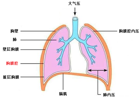 气胸在哪个位置图片图片