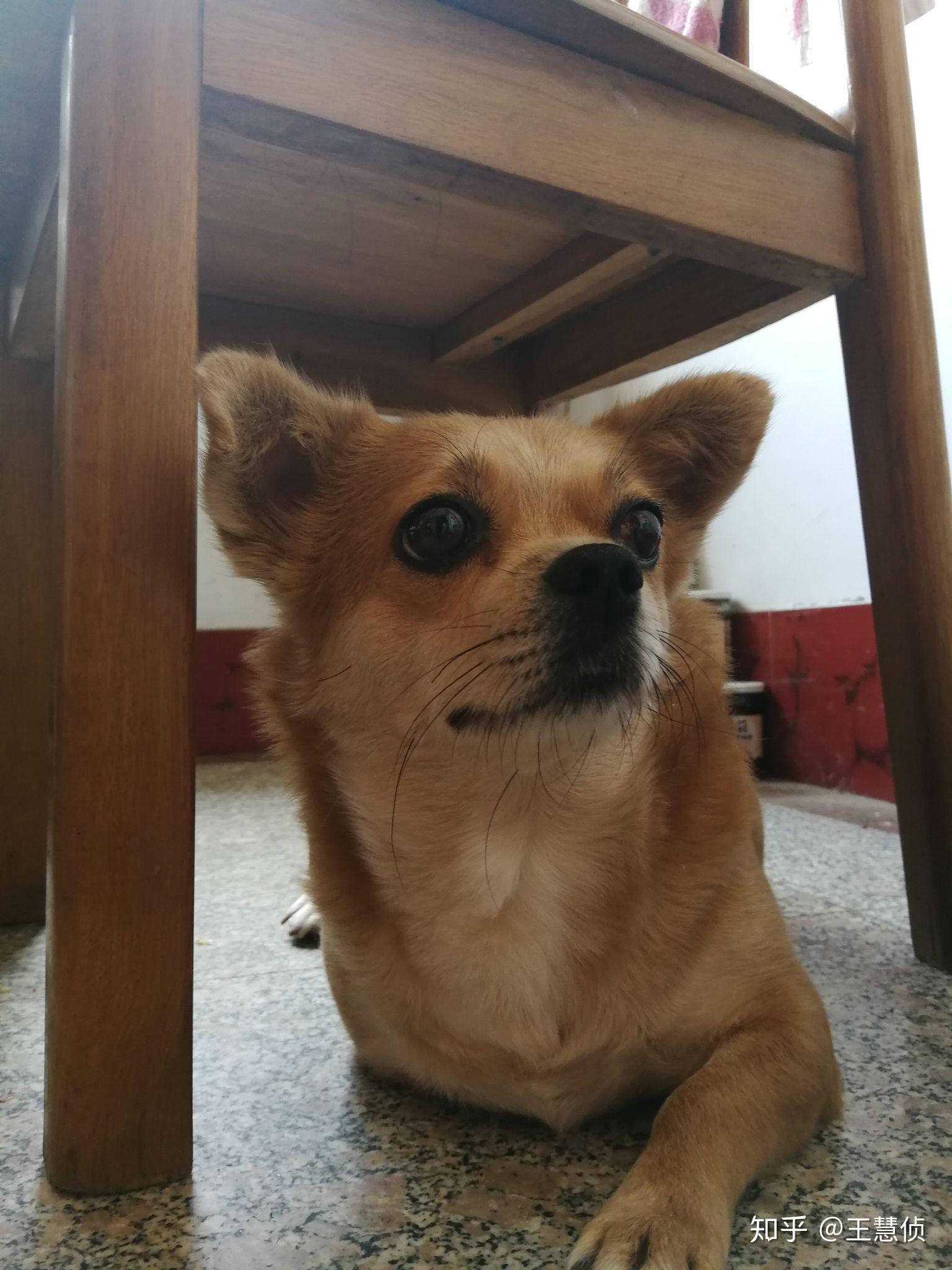 土狗吉娃娃长什么样子