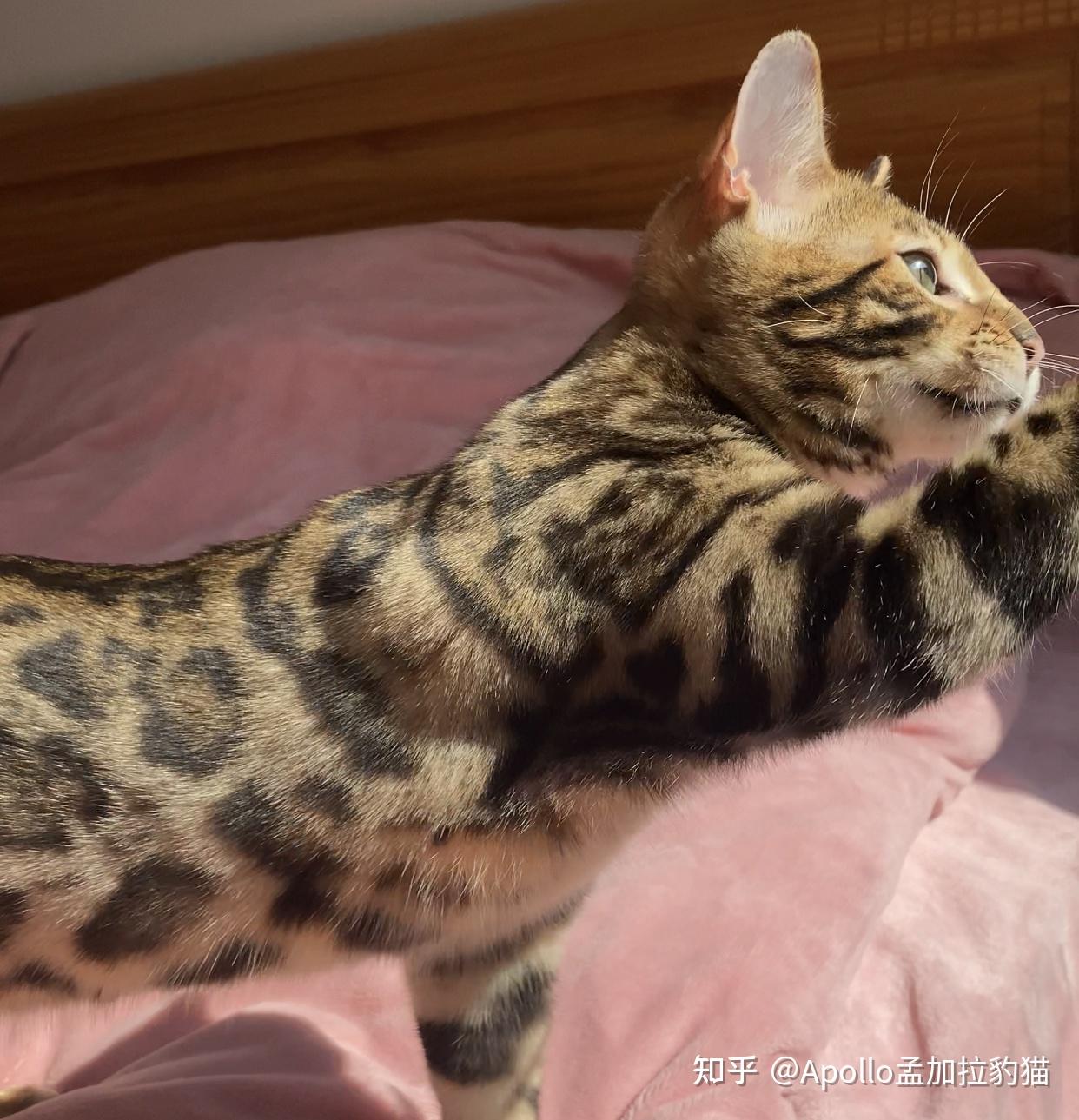 赛级孟加拉豹猫金豹找新家