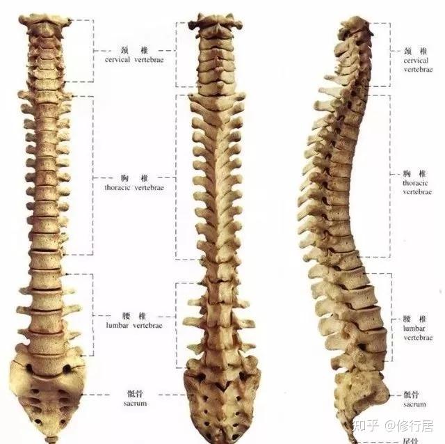 专业理疗颈椎腰椎疼 v2-9aede9e13f2d4c229dd25d2b60b73ce0_r.jpg