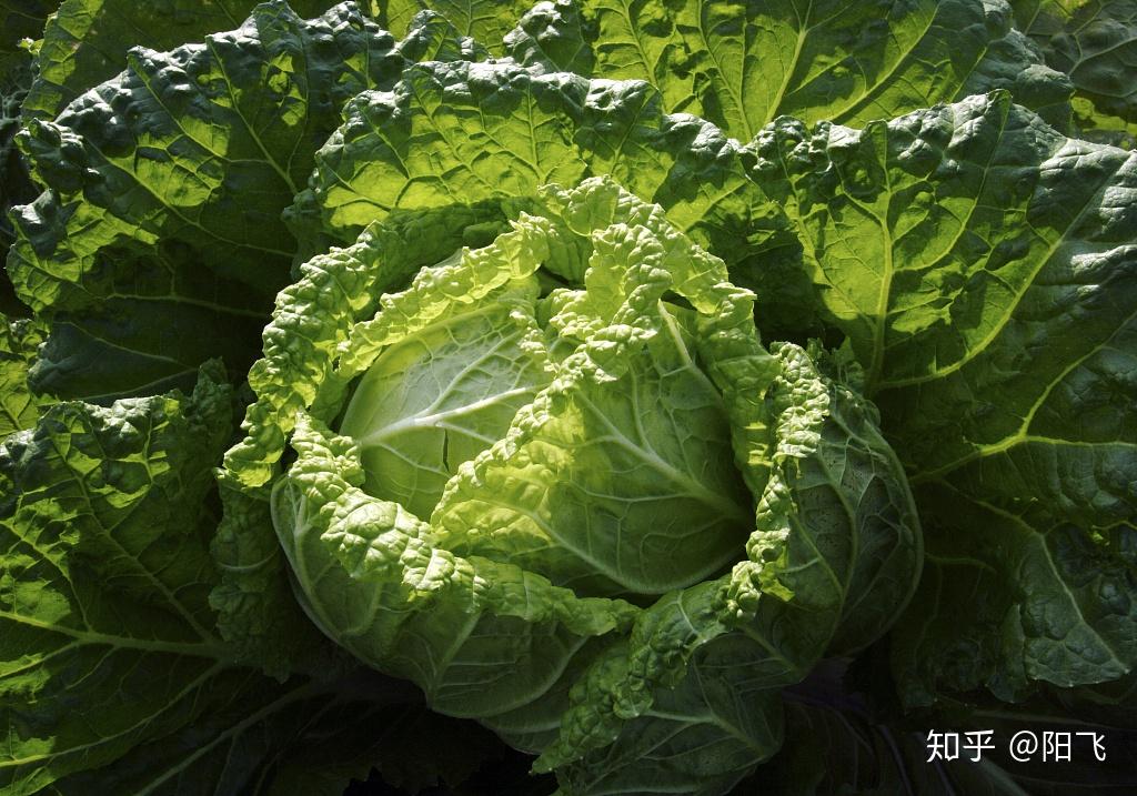 南方夏大白菜种植正合时注意四点措施也能取得高产高质