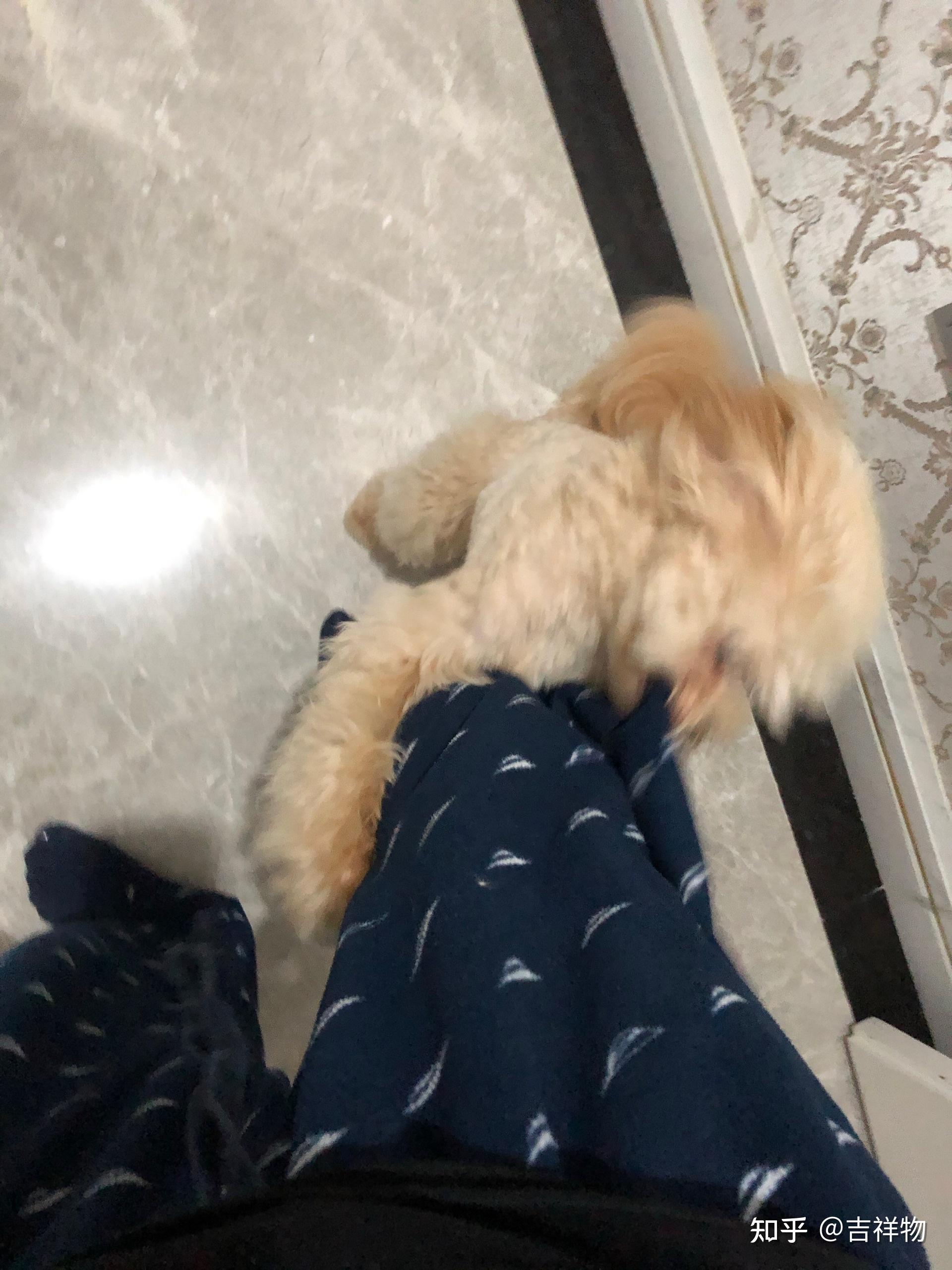 什么时候你觉得你家狗子是一只心机狗? - 知乎