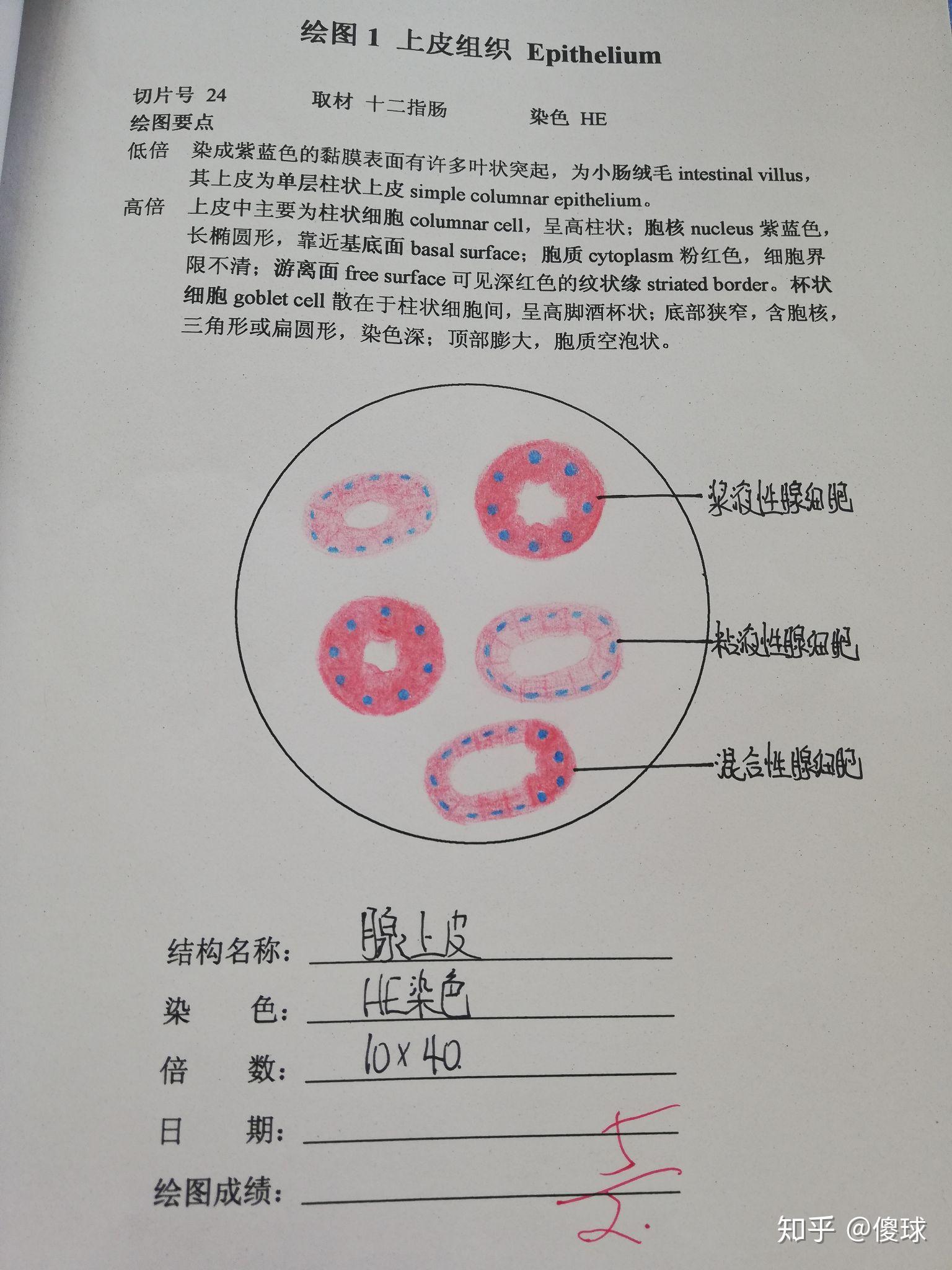 十二指肠显微镜绘图图片