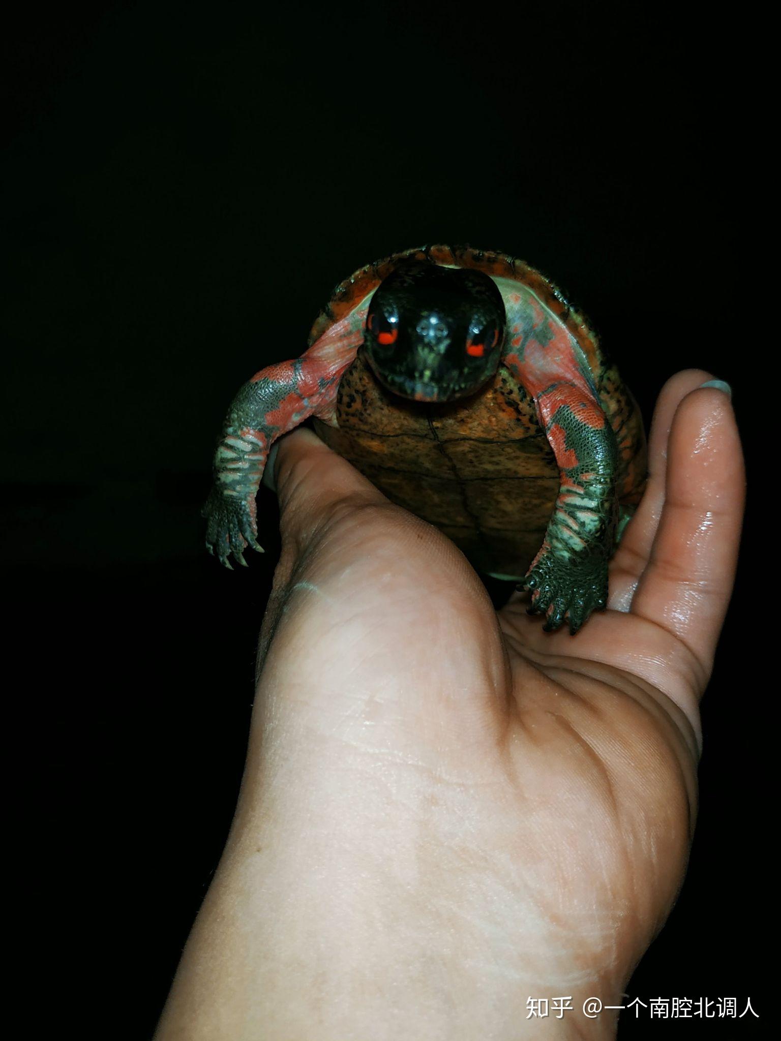 很霸气的乌龟是什么样子的